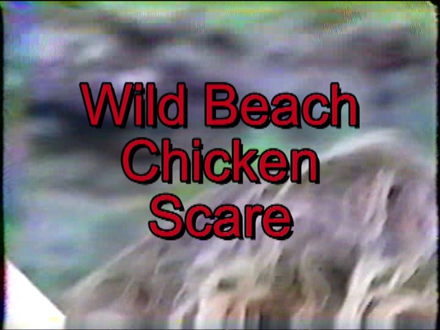 images/Wild.Beach.Chicken.Scare.1.jpg